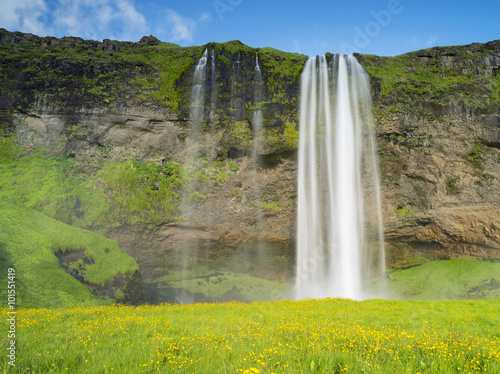 yellow flowers under waterfall in Iceland