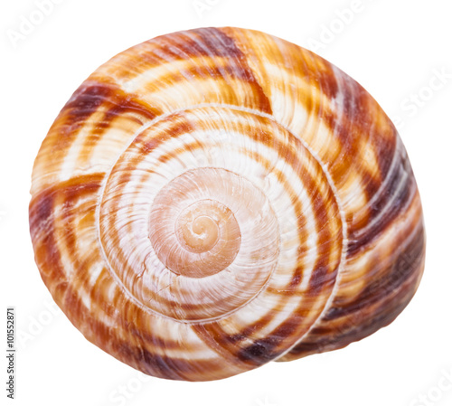 spiral mollusc shell of land snail isolated
