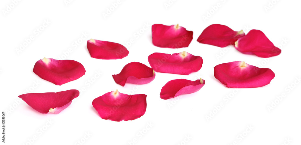 Fototapeta premium Pétales de rose rouge