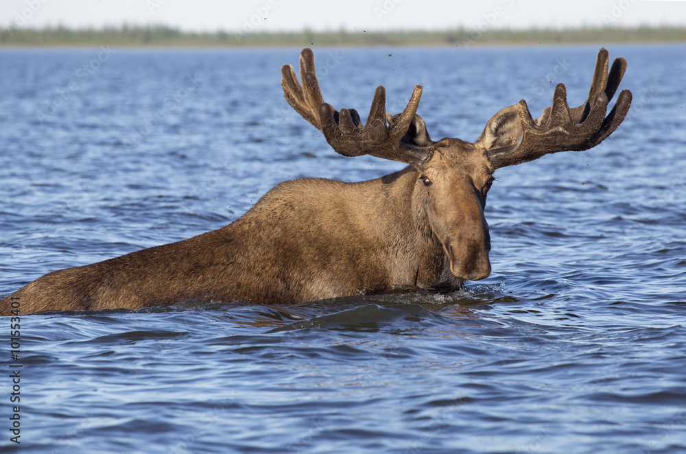 Large elk, swim in the lake. Yakutia. Russia. Large elk, swim in the lake. Yakutia. Russia.