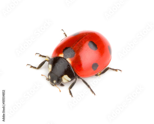 Ladybug isolated on white background
