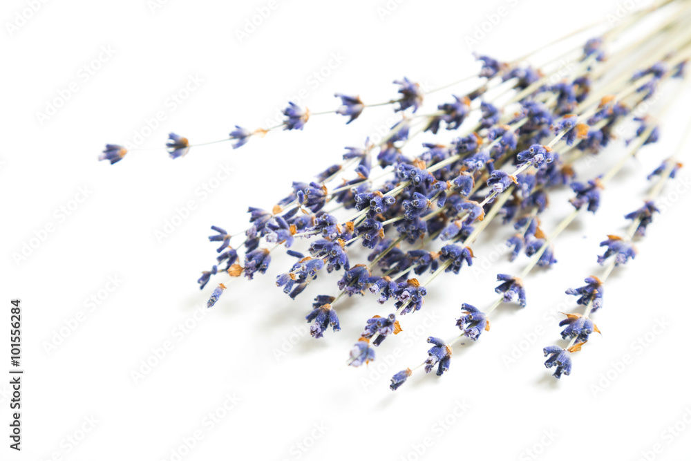 Lavender on a white background Lavender on a white background