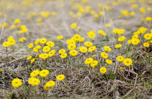 Coltsfoot flower, spring meadow