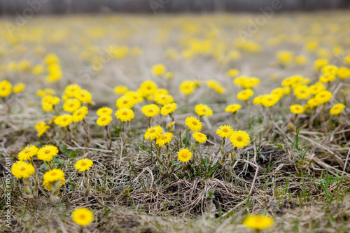 Coltsfoot flower, spring meadow