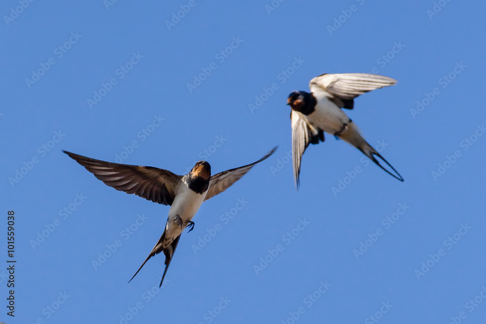 Foto Swallow on sky background
