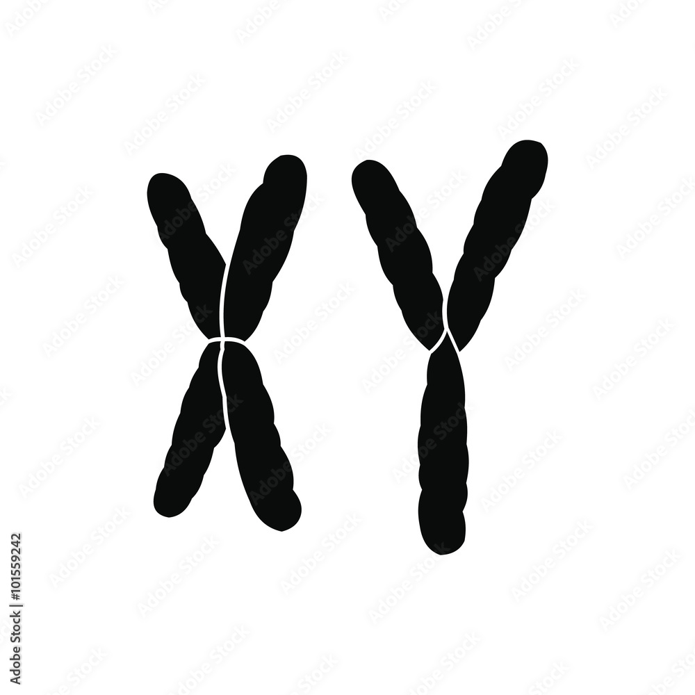 Fotografie X and Y chromosome icon