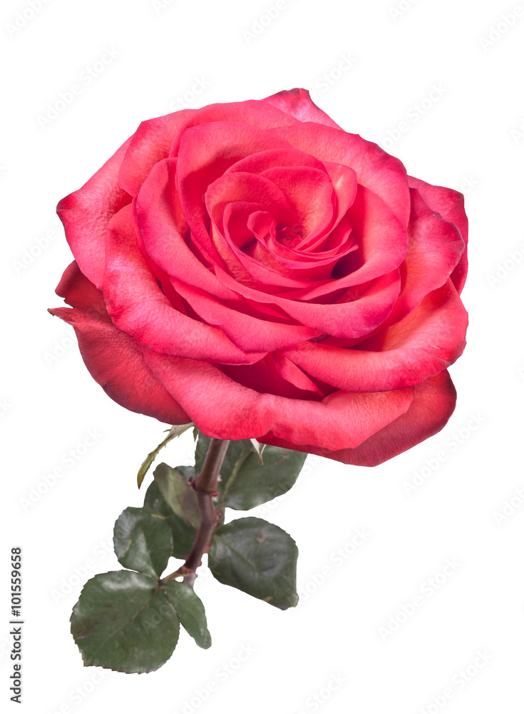 Fotografie Isolated beautiful red rouse on the white background