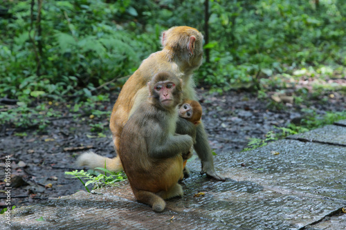 Family of Macaques in Zhangjiajie national park 