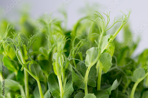 Organic pea sprouts in white backround. © gitusik