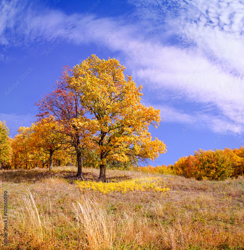 Oak tree on a meadow, autumn