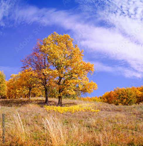 Oak tree on a meadow, autumn