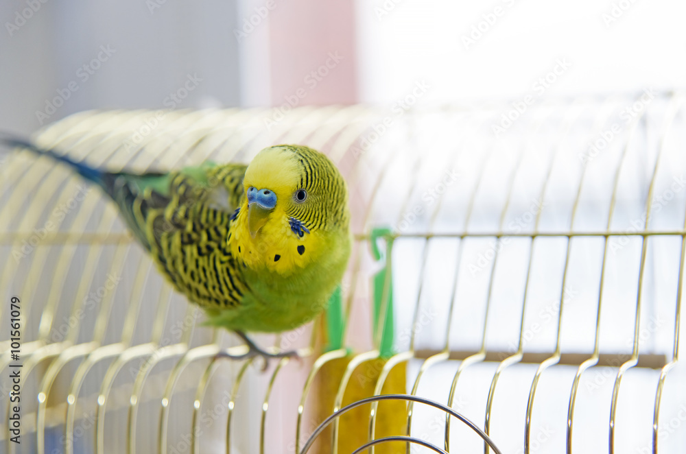 Fotografie Budgerigar on cage. Budgie looking at the camera.