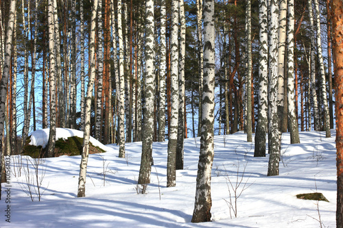 Winter birch forest background