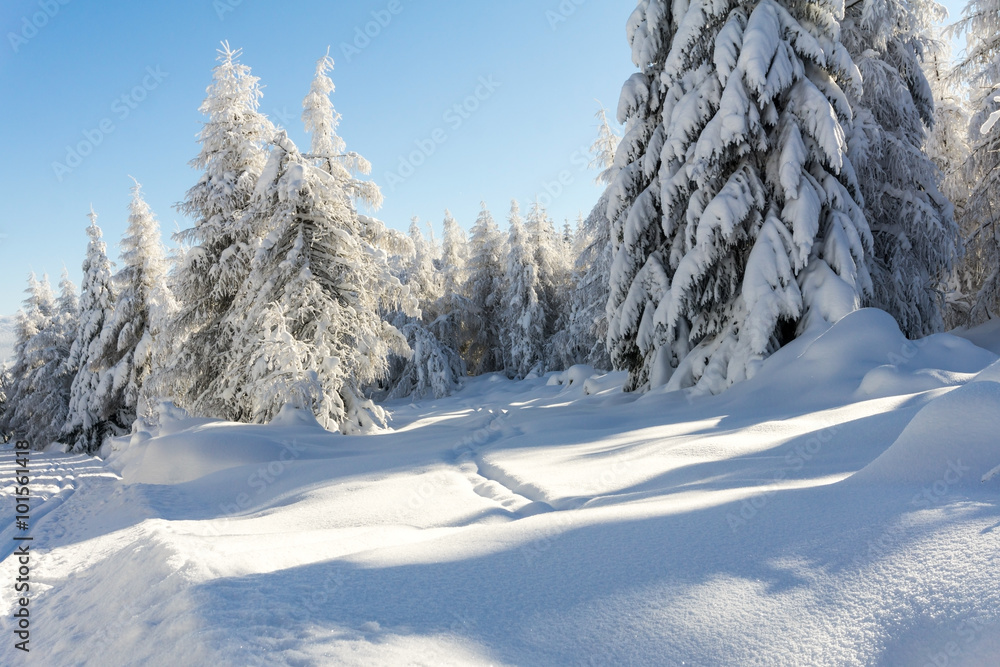 Winter mountains landscape. Trees covered with fresh snow in sunny day. Karkonosze, Giant Mountains, Poland. Winter mountains landscape. Trees covered with fresh snow in sunny day. Karkonosze, Giant Mountains, Poland.