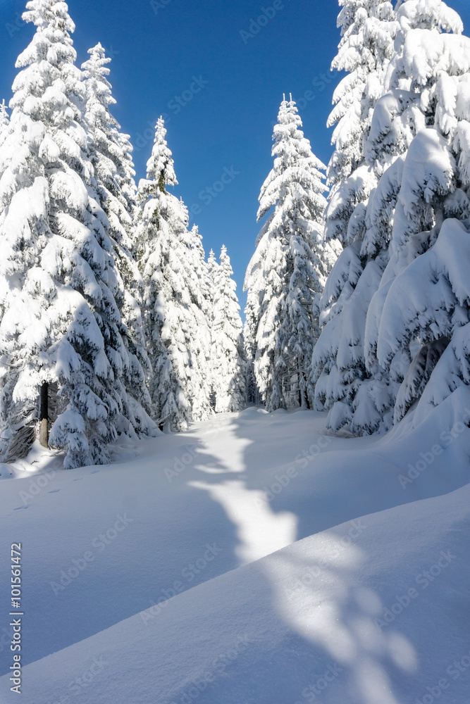 Winter mountains landscape. Trees covered with fresh snow  in sunny day  in Karkonosze, Giant Mountains, Poland. 