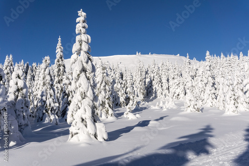 Winter mountains landscape. Trees covered with fresh snow in sunny day in Karkonosze, Giant Mountains, Poland. 