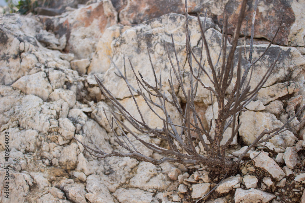 Stone and dry plant