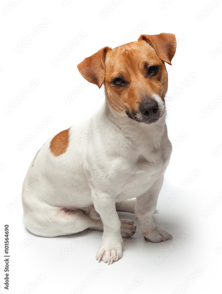 Dogs puppy isolated on white background. Jack Russell Terrier