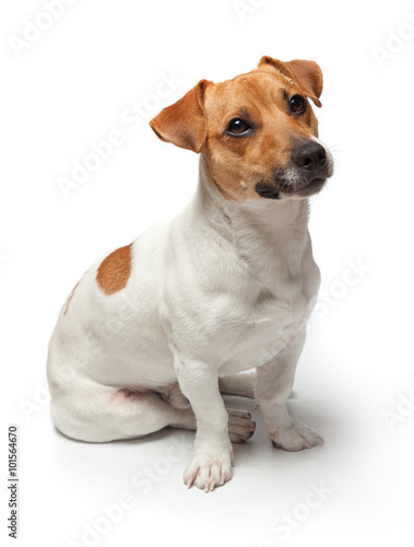 Dogs puppy isolated on white background. Jack Russell Terrier © Igor Dolgopiatov