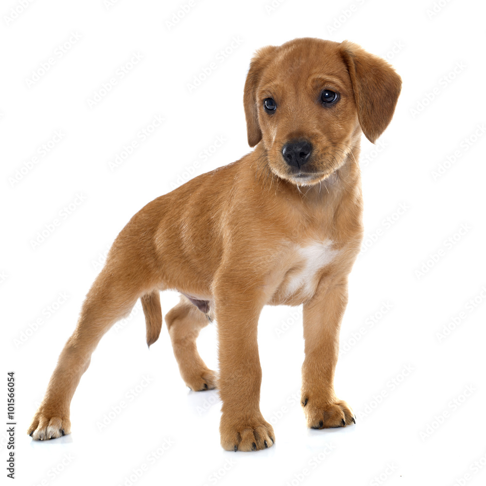 puppy labrador retriever puppy labrador retriever