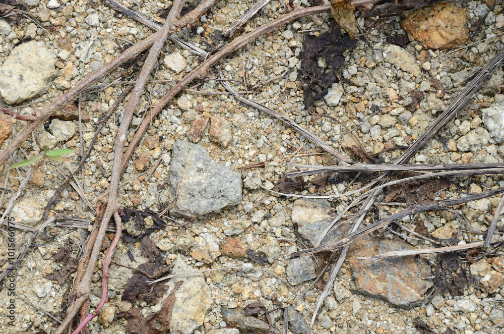 background of sand, stones, grass stems and roots