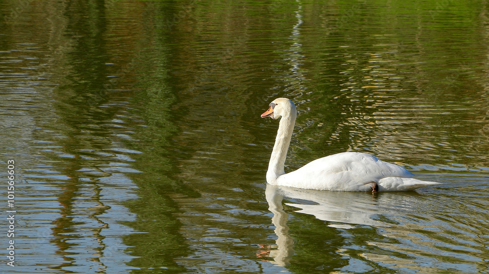 White swan in a being White swan in a being