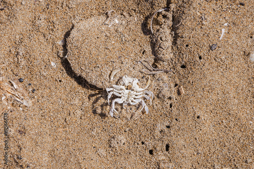 Crab Skeleton on the beach
