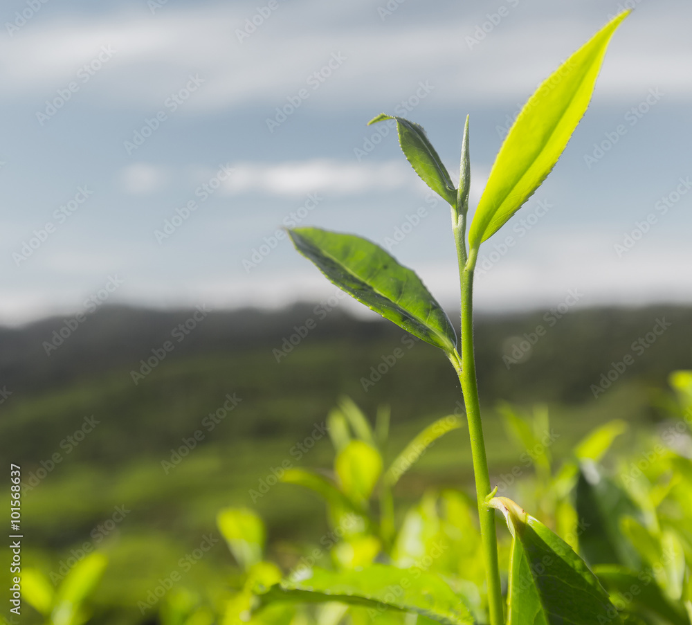 Fototapeta premium Tea plantation