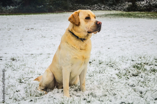 Labrador dog in a snowy landscape