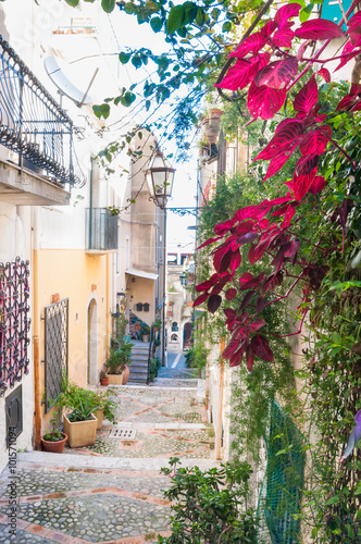 Flowered Iresine plant along a typical narrow alley of Taormina, Eastsicily