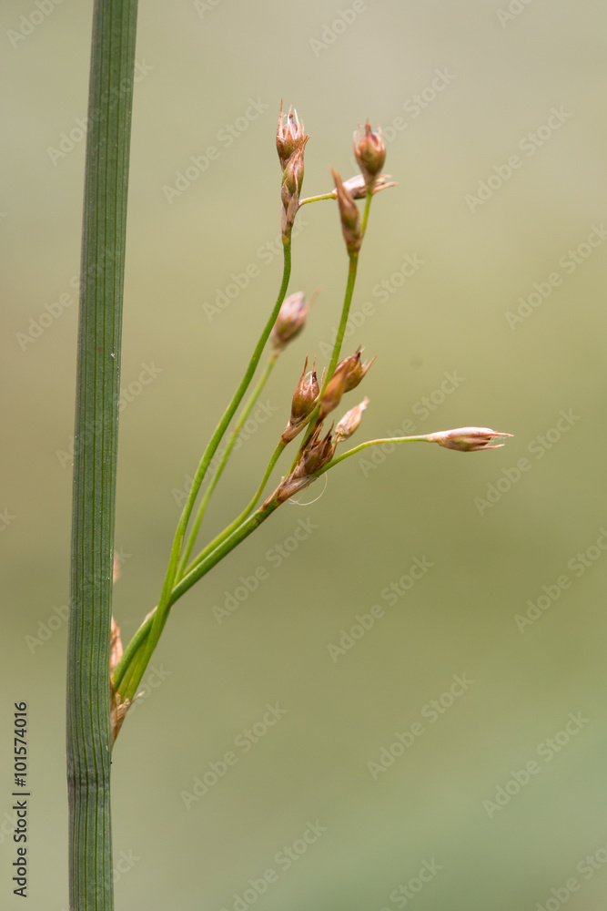 Hard rush (Juncus inflexus) in seed. A common rush with ripe seeds growing on farmland in Somerset, UK
Hard rush (Juncus inflexus) in seed. A common rush with ripe seeds growing on farmland in Somerset, UK