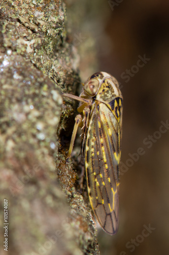 Idiocerus herrichi leafhopper. A large and rather striking bug in the family Cicadellidae, on a willow tree
 photo