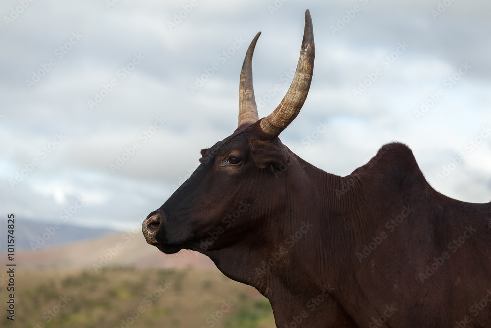 Zebu cow Zebu cow