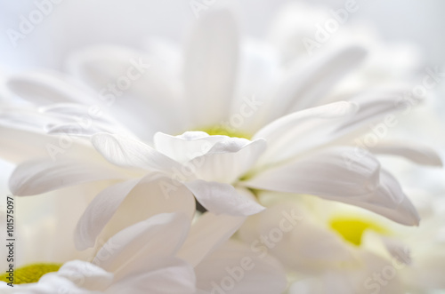 beautiful white daisy flower