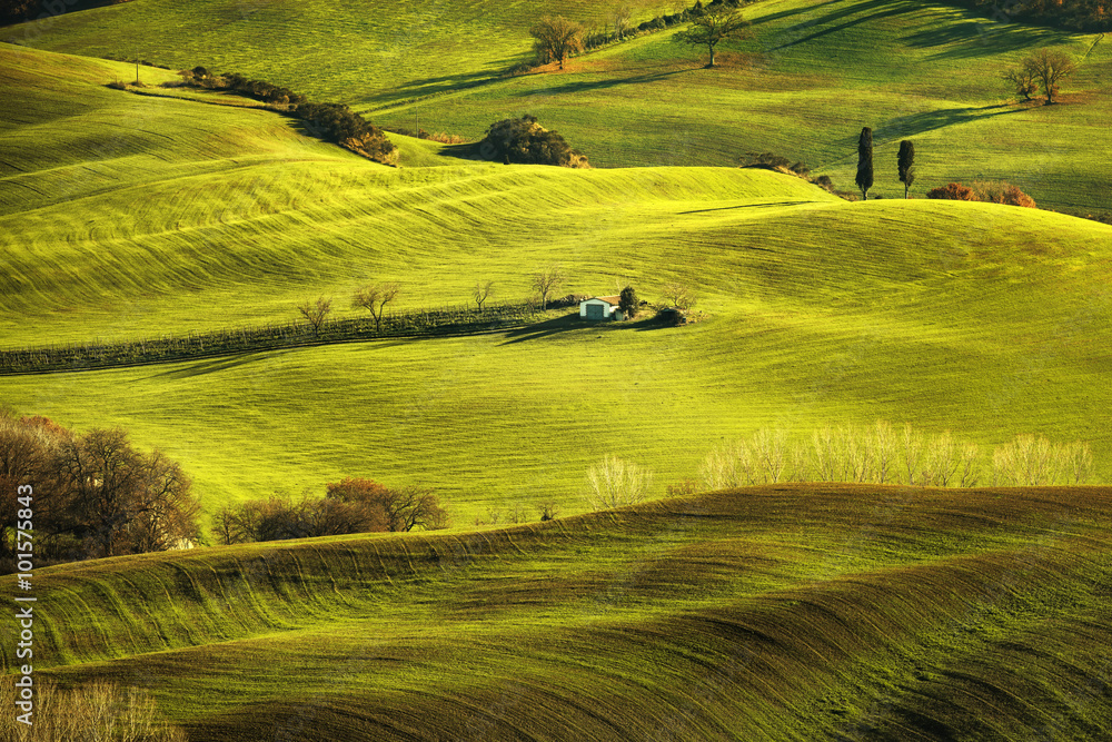 Naklejka premium Tuscany spring, rolling hills on misty sunset. Rural landscape.
