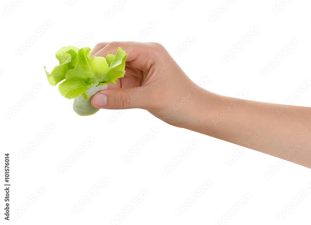 Hand holding asian traditional spring rolls on white background Hand holding asian traditional spring rolls on white background