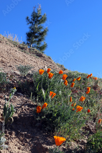 Fototapeta Naklejka Na Ścianę i Meble -  California Golden Poppies during spring in the southern California's high desert between Lancaster, Palmdale, and Quartz Hill