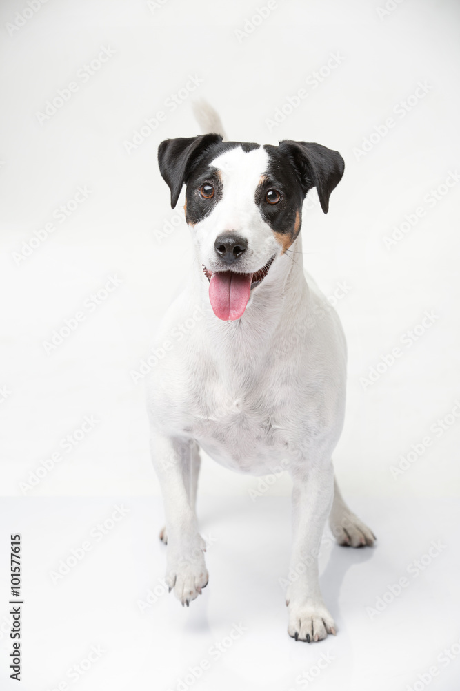 Cute jack russell terrier