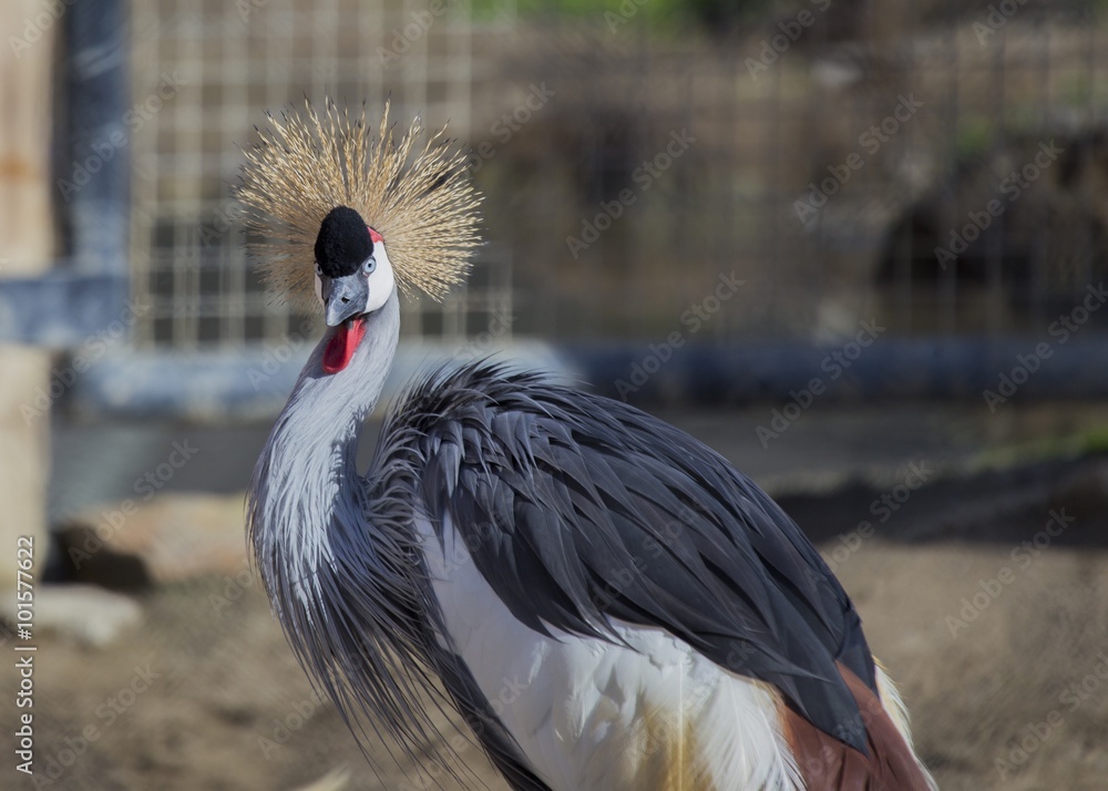Fototapeta premium Grey Crowned Crane (Balearica regulorum)