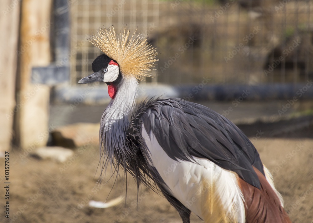 Fototapeta premium Grey Crowned Crane (Balearica regulorum)
