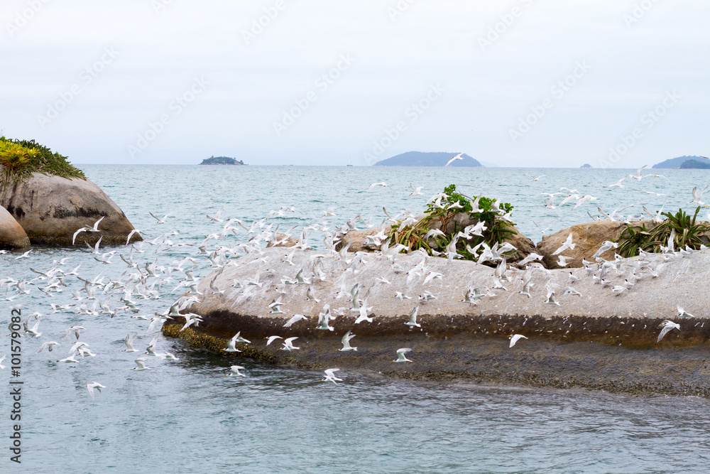Flock of seagulls on small rocky island