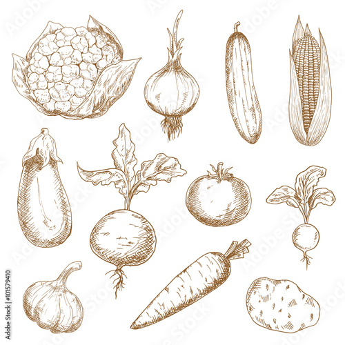 Fresh vegetables hand drawn sketches
