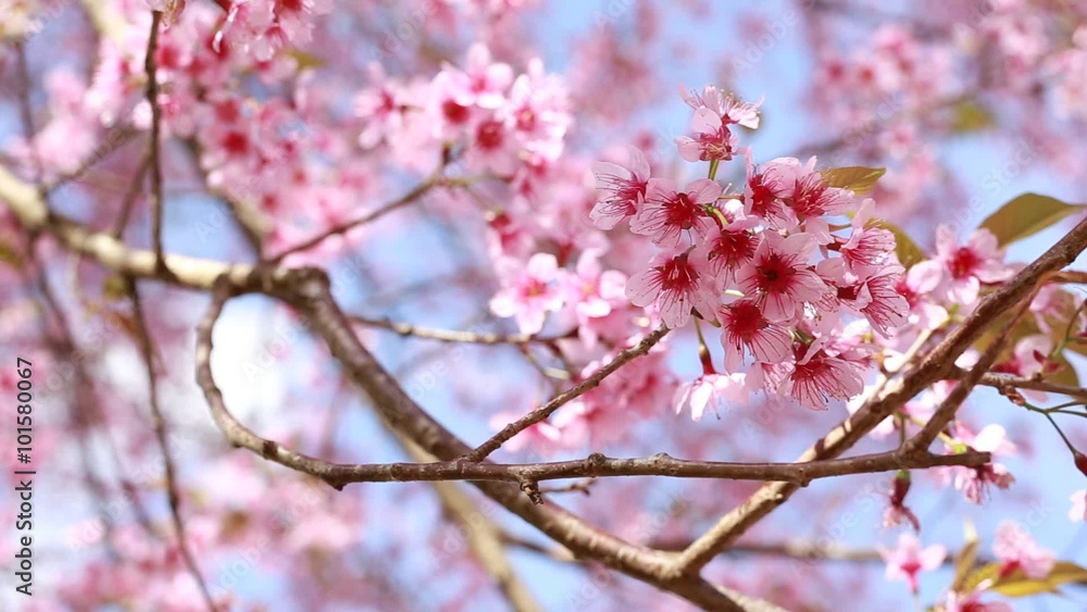 Prunus cerasoides, pink flower blooming with wind blowing Prunus cerasoides, pink flower blooming with wind blowing