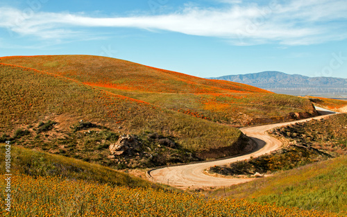 California Golden Poppies along a remote dirt road in the high desert hills of Antelope Valley of southern California USA between Palmdale, Lancaster, and Quartz Hill