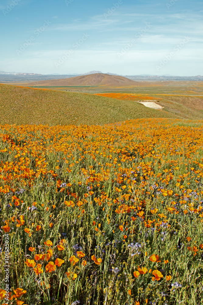 Fototapeta premium California Golden Poppies during spring in the southern California's high desert between Lancaster, Palmdale, and Quartz Hill