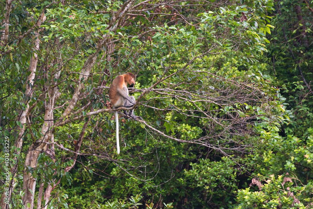 Proboscis Monkey in the rainforest of Borneo