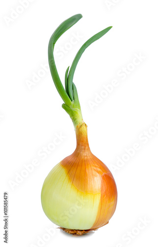 Onion seed ready to be planted on white background