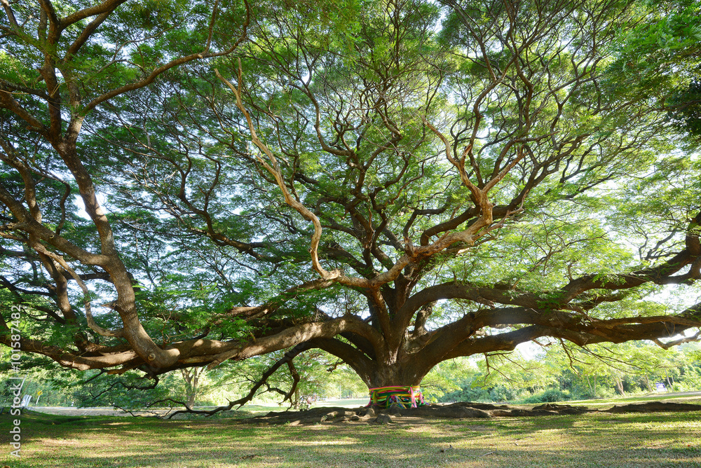 big tree