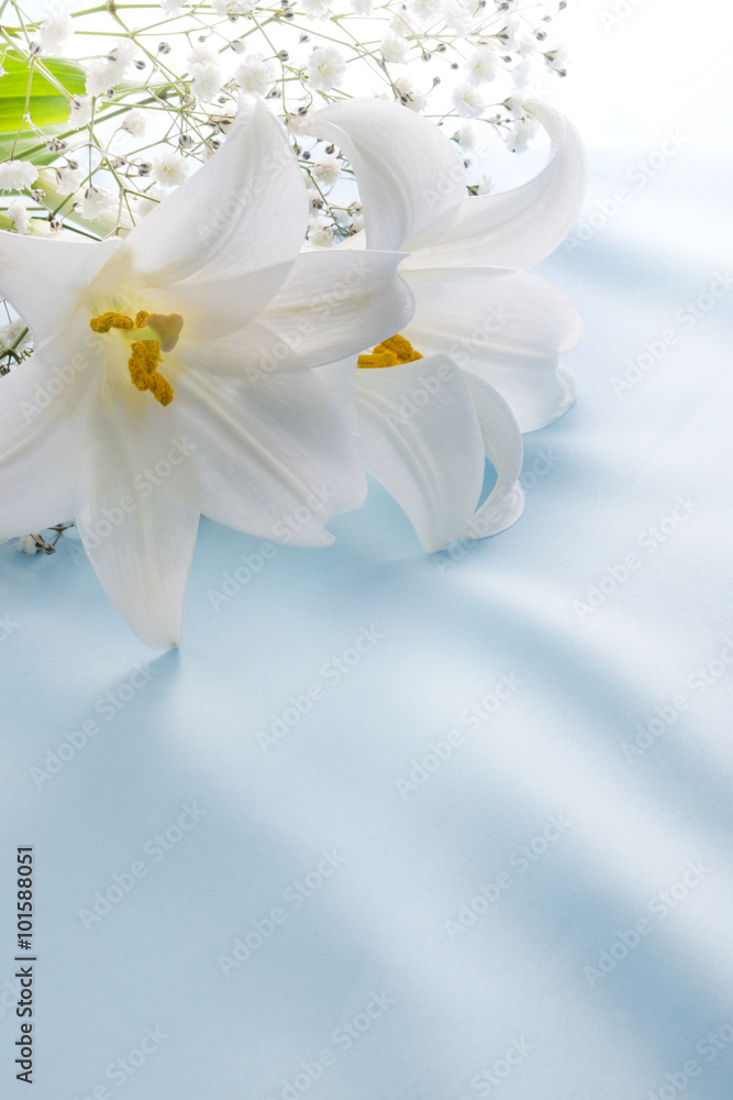 Obraz premium kwiat lilii