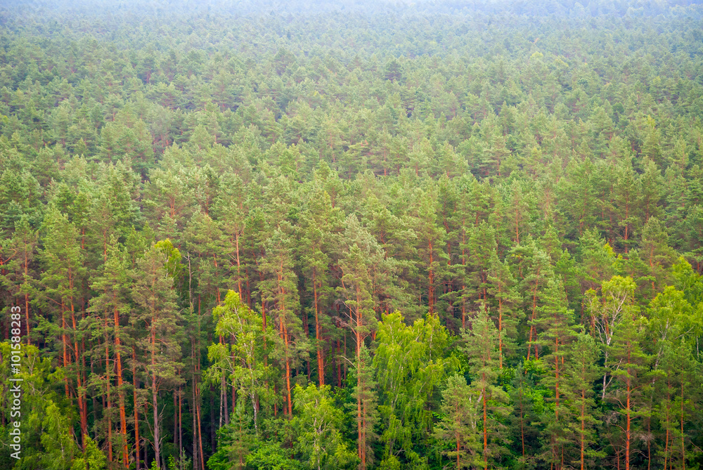 Pinetrees forst from above